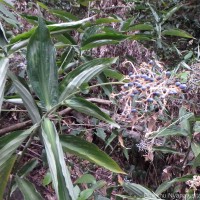 Pollia secundiflora (Blume) Bakh.f.